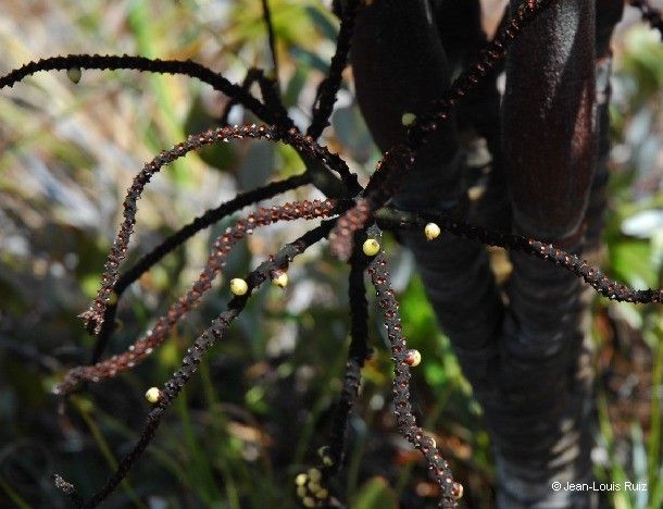 Basselinia deplanchei habit