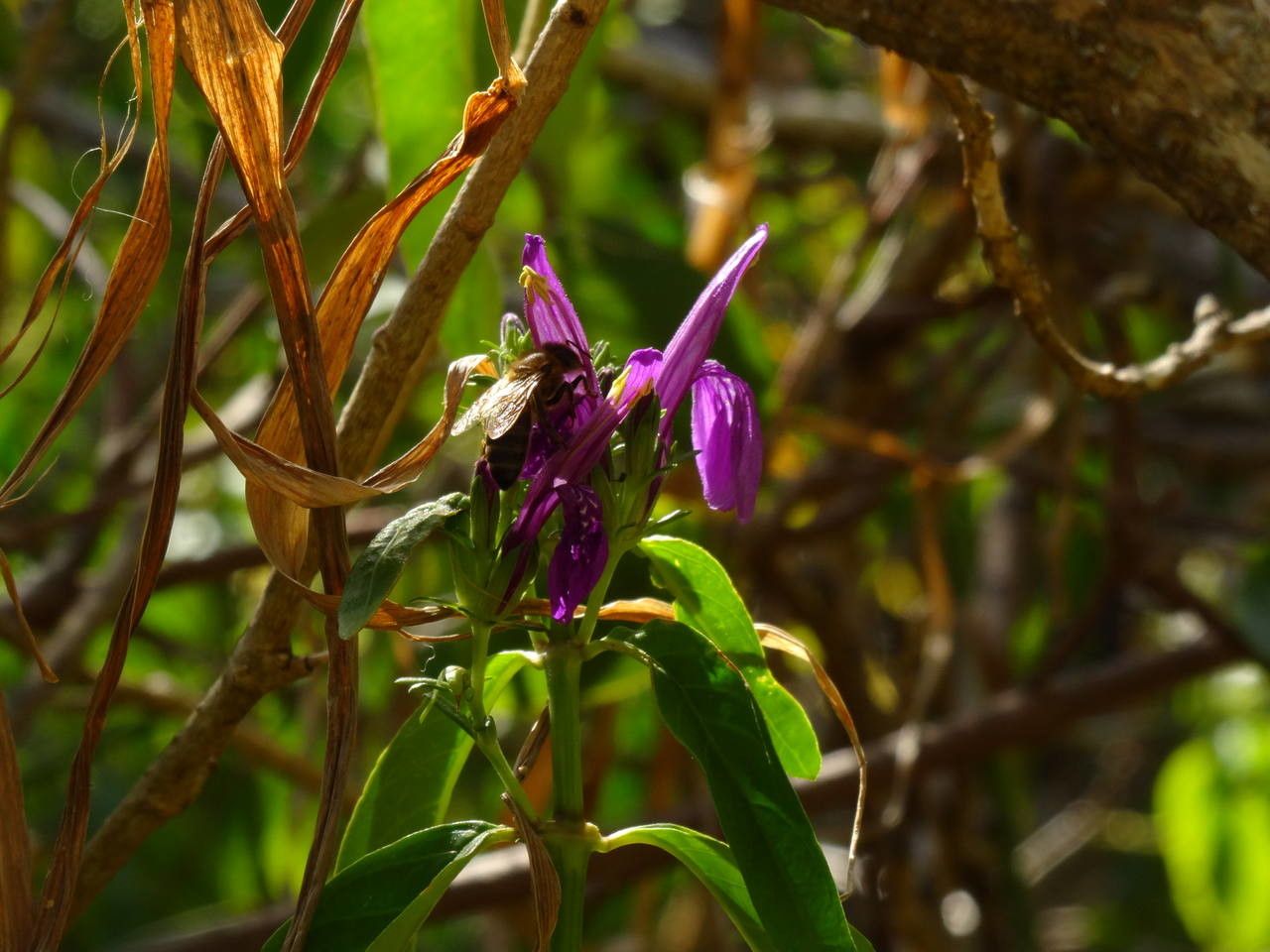 Justicia carthaginensis fruit