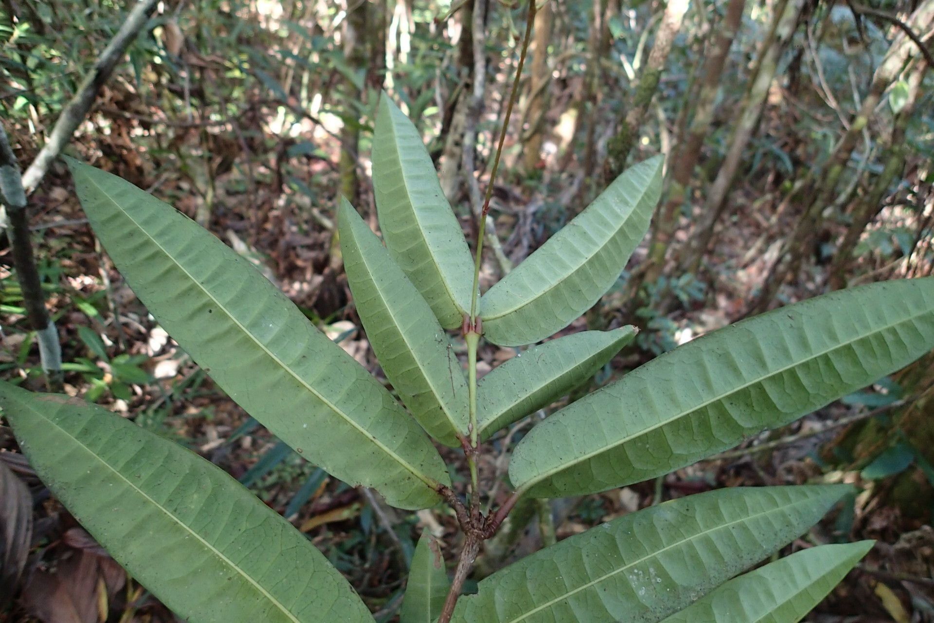 Ixora ixoroides — houseplant care guide