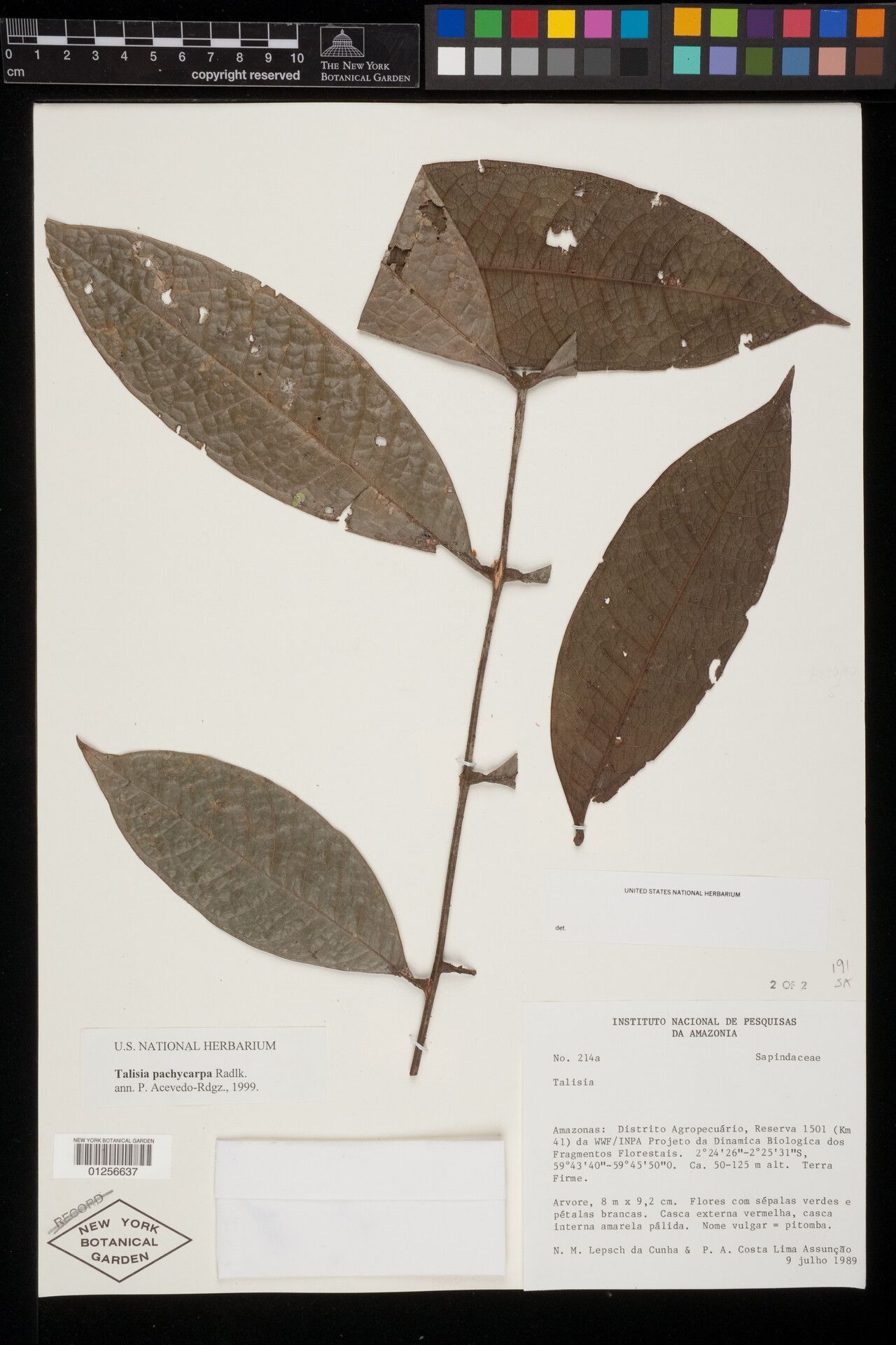 Talisia pachycarpa — houseplant care guide