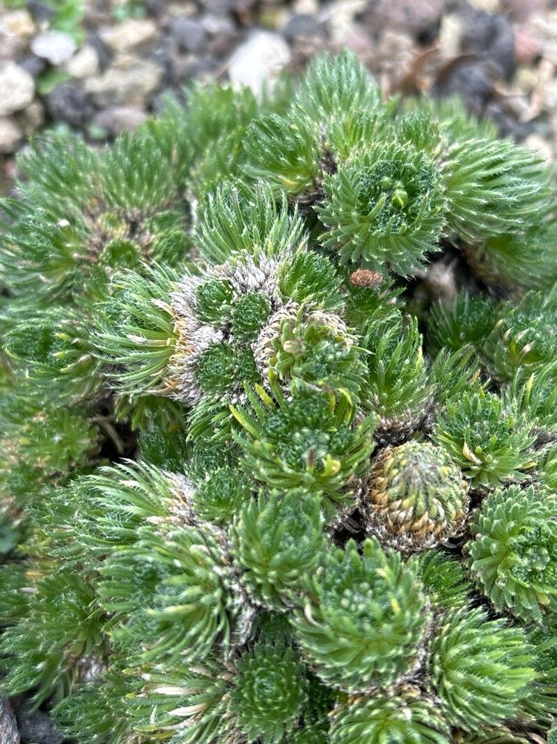 Draba hispanica — houseplant care guide