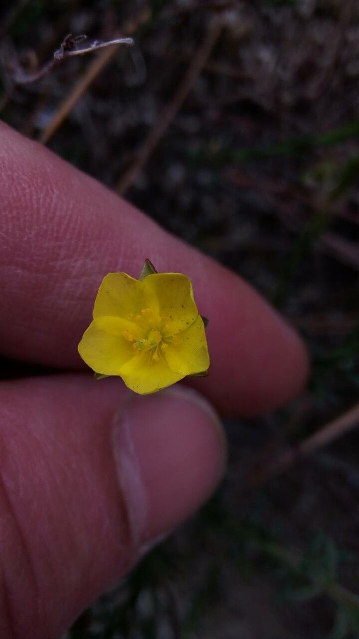 Helianthemum scoparium flower