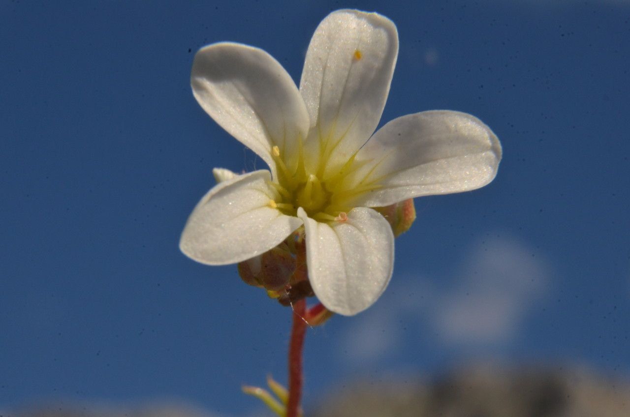 Saxifraga intricata flower