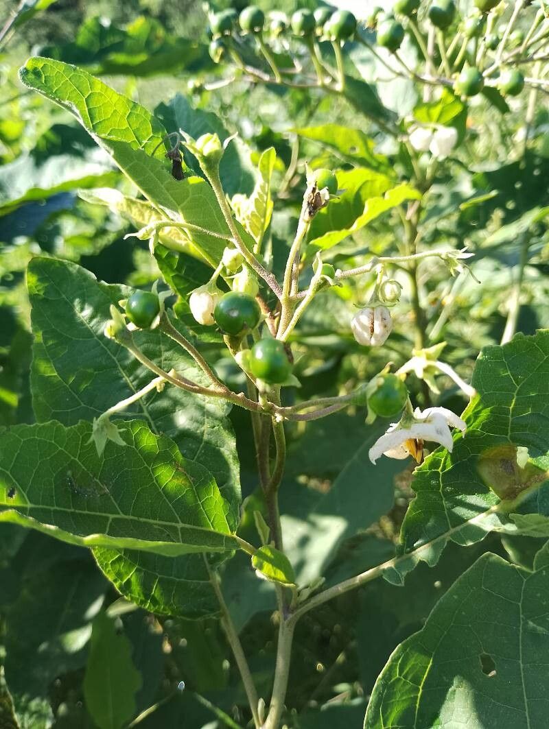 Solanum guaraniticum flower