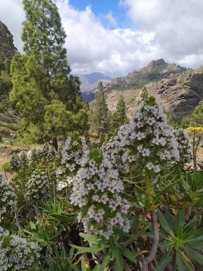 Echium onosmifolium flower