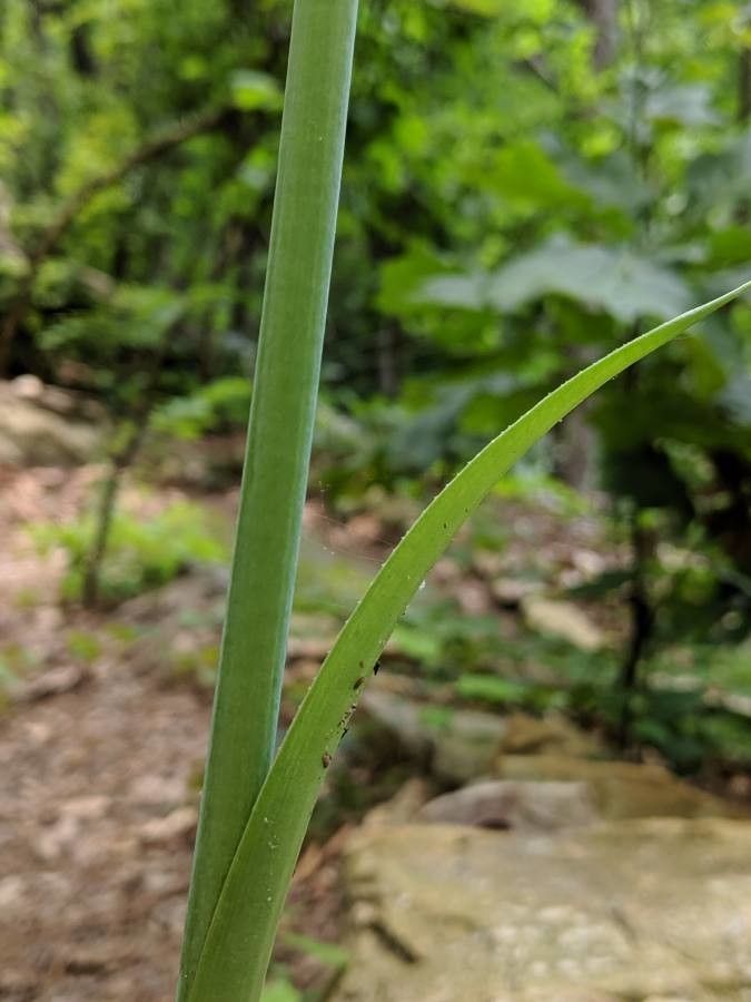 Manfreda virginica bark