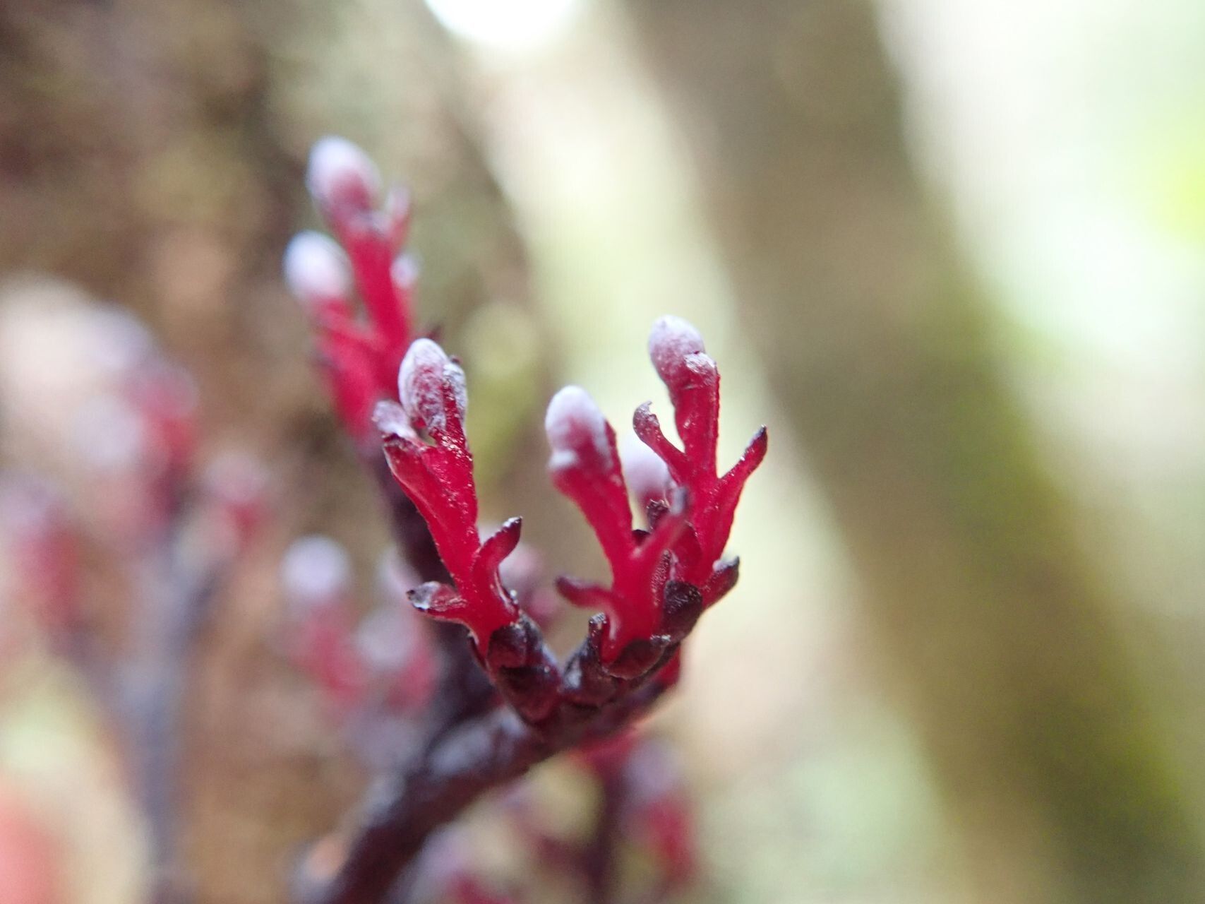 Parasitaxus usta — search result for 'Taxus'