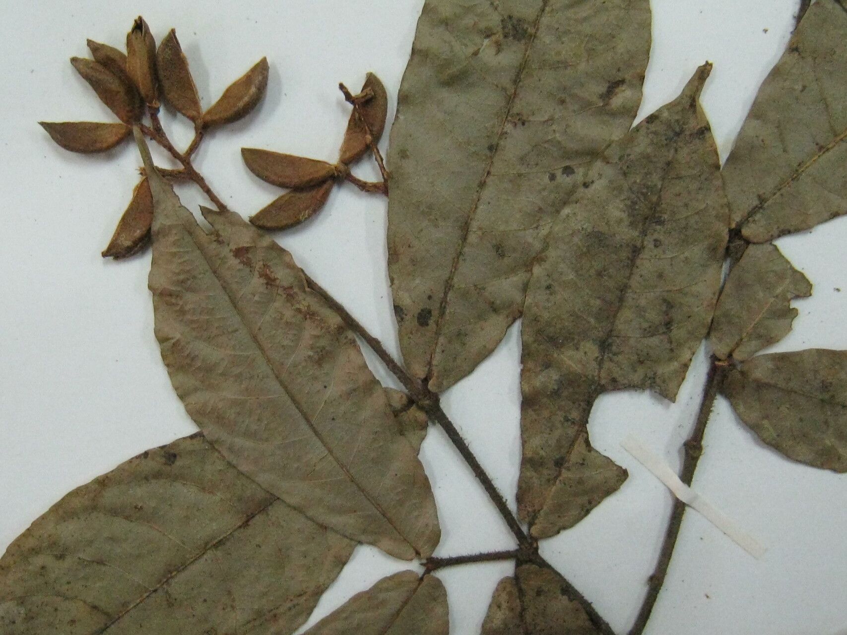 Rinorea neglecta other