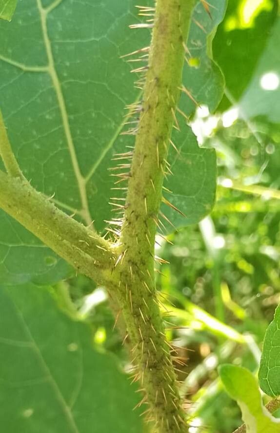 Solanum guaraniticum bark