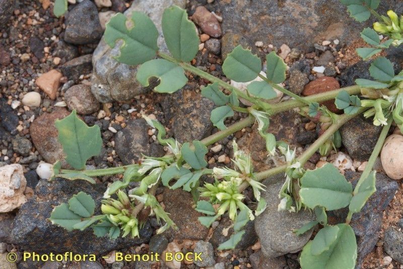 Trigonella anguina habit