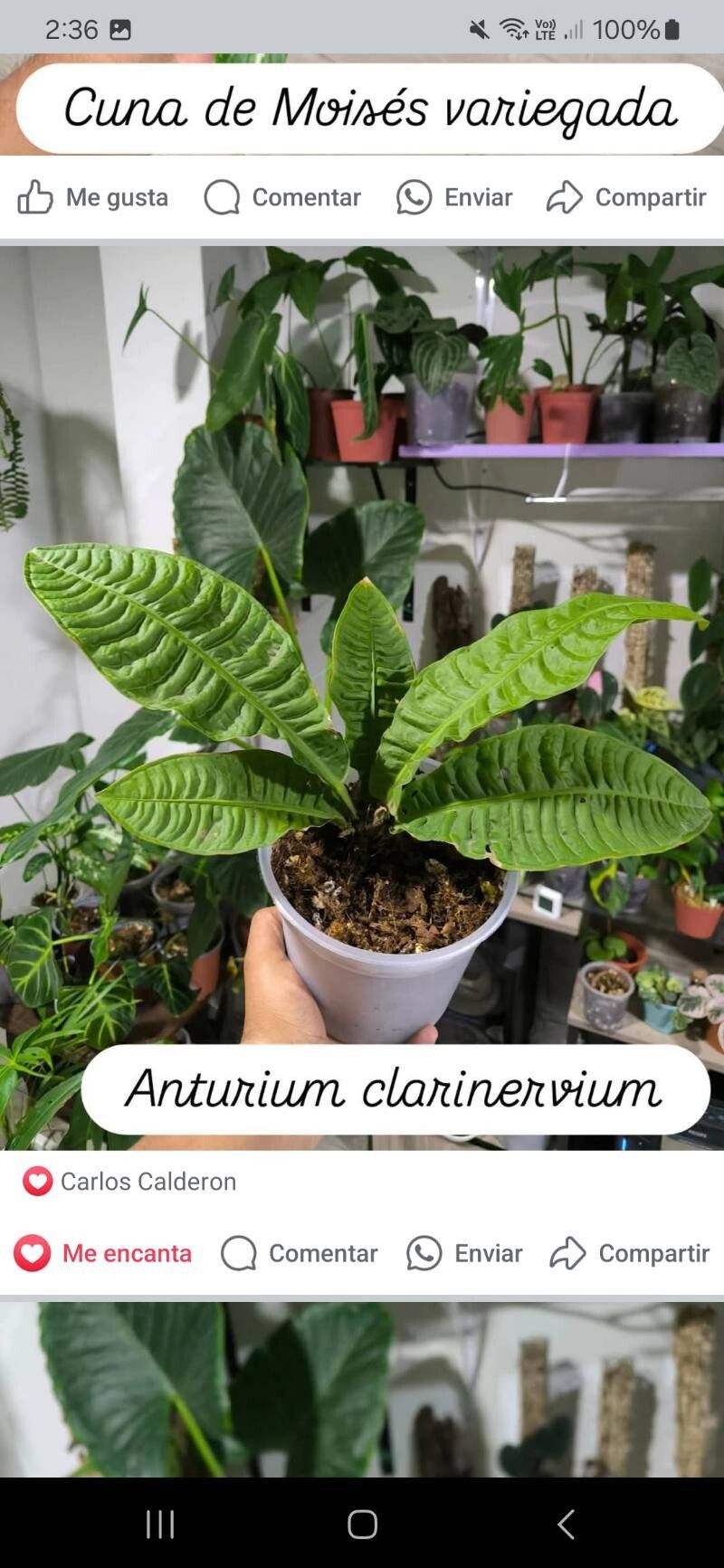 Anthurium reflexinervium — houseplant care guide