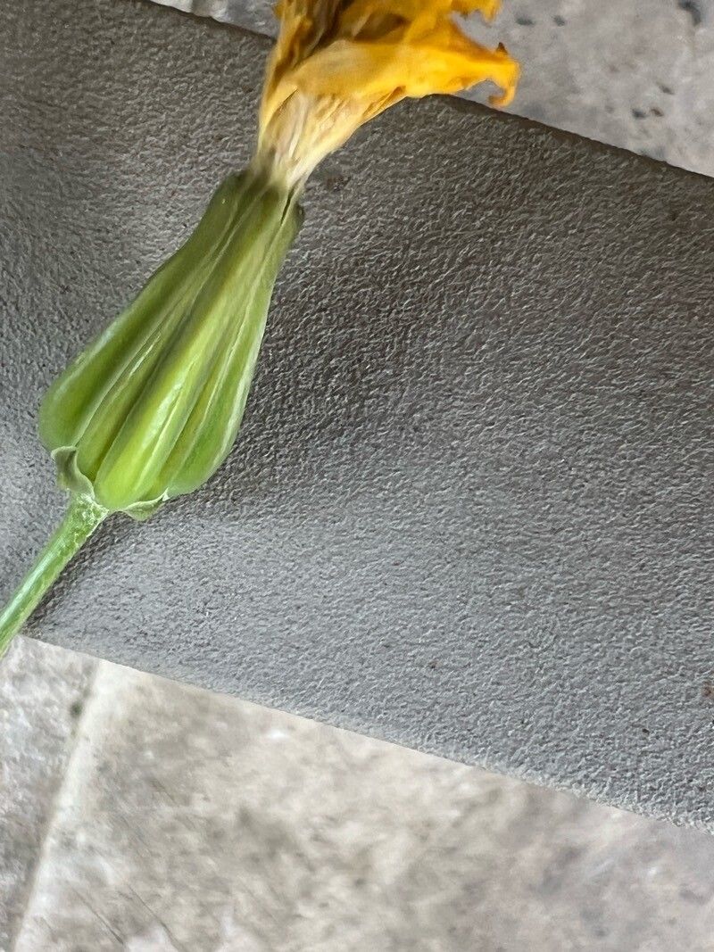 Crepis palaestina other