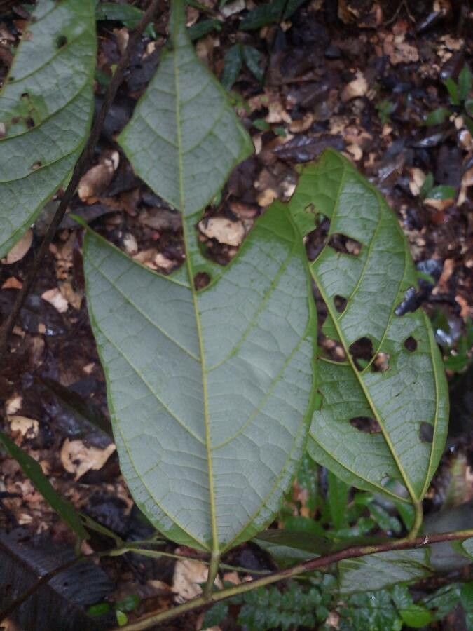 Theobroma velutinum leaf