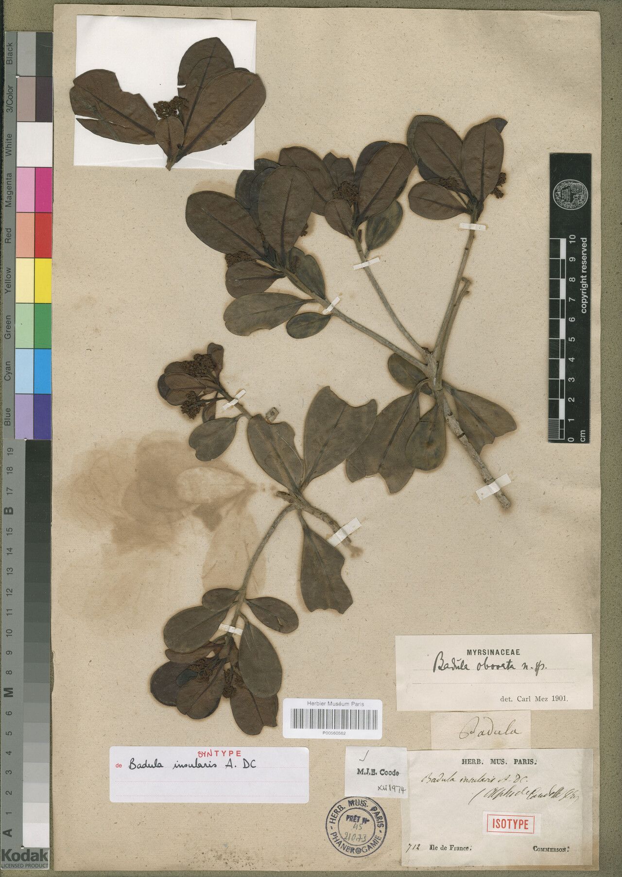 Badula insularis — houseplant care guide