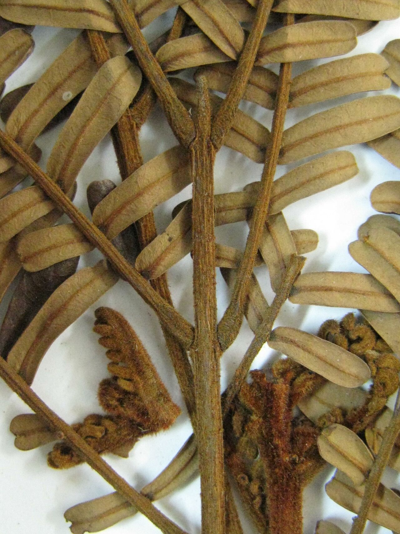 Dimorphandra macrostachya other