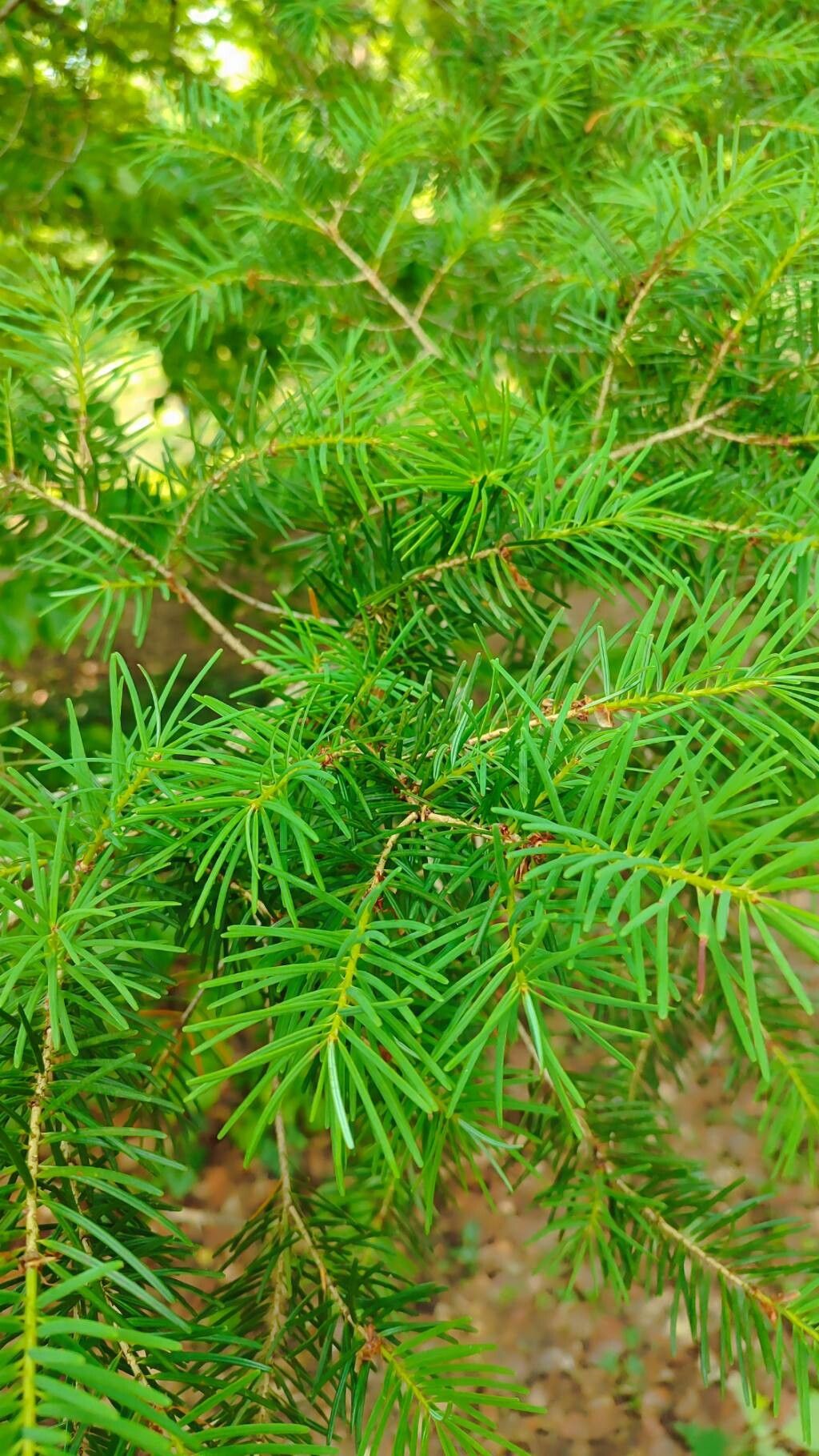 Pseudotsuga japonica