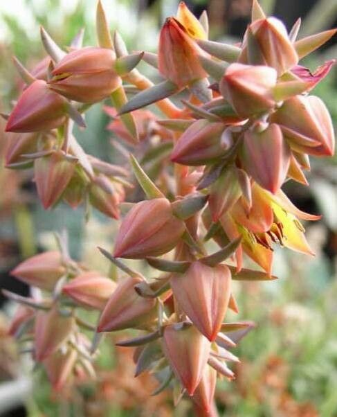 Echeveria fulgens flower