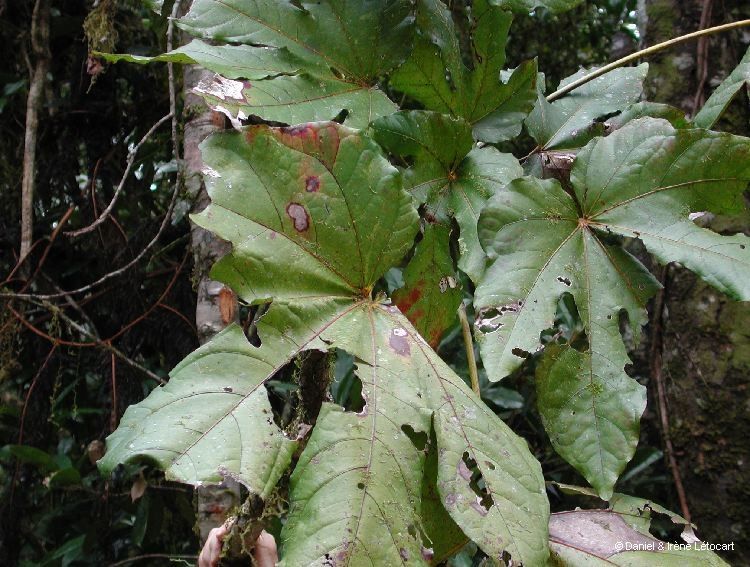 Acropogon pilosus — houseplant care guide