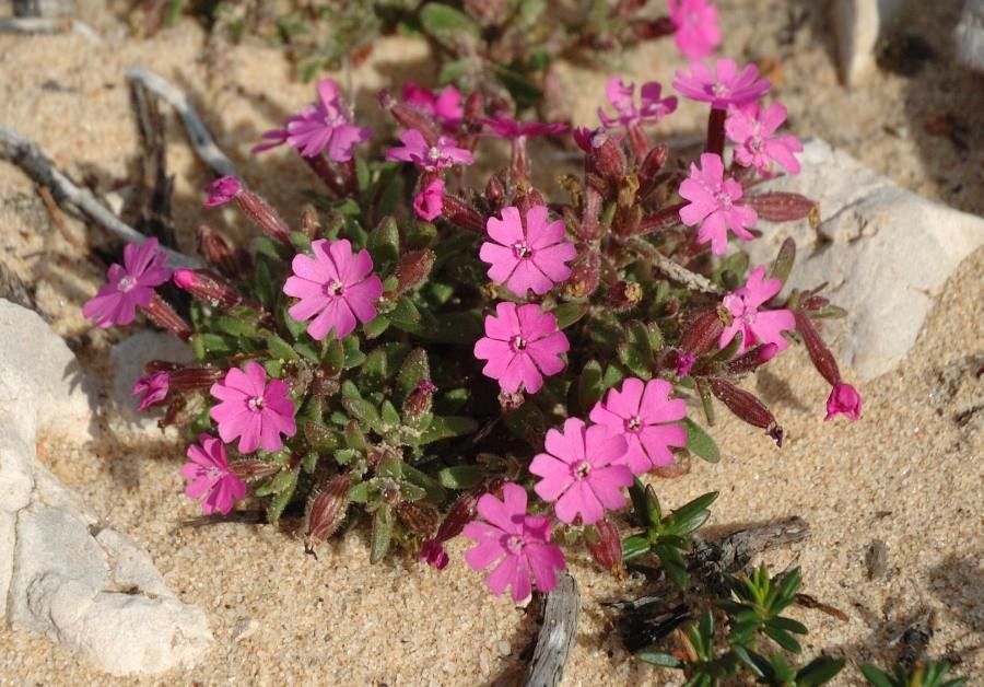 Silene littorea flower