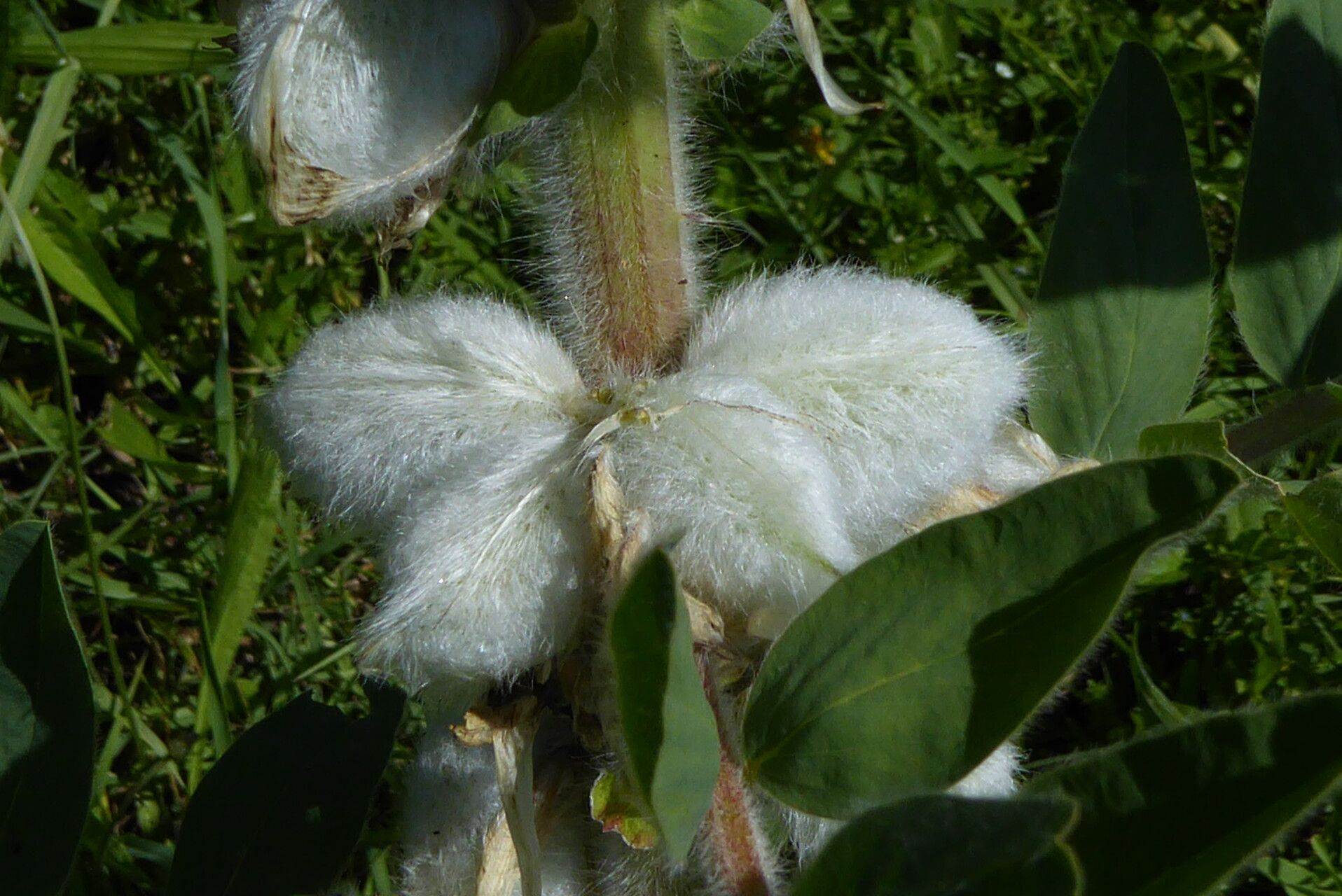 Oxytropis argentata fruit