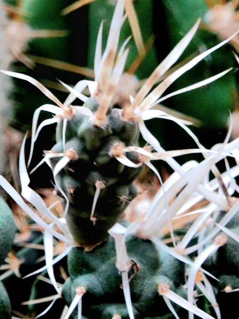 Tephrocactus articulatus — related species from the same genus