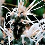 Tephrocactus articulatus