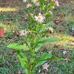 Symphyotrichum elliottii