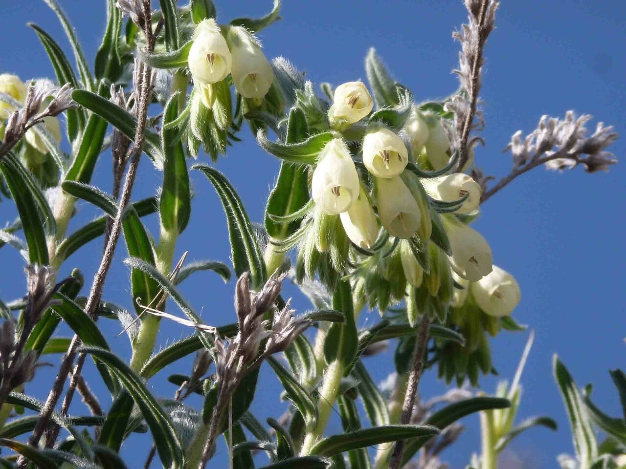 Onosma helvetica flower