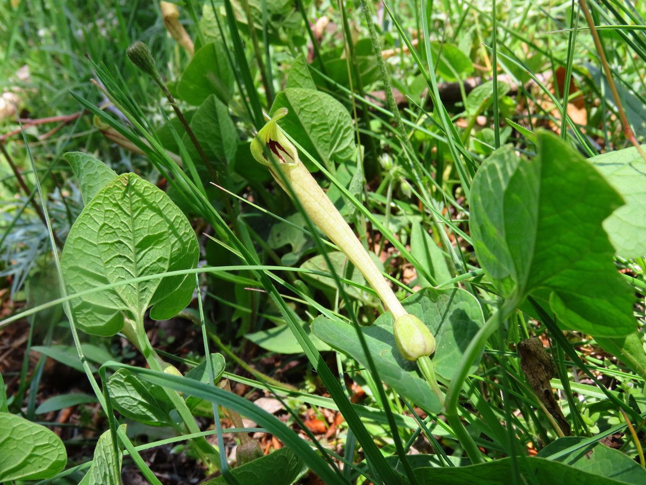 Aristolochia lutea habit