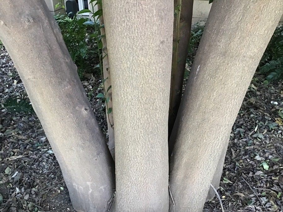 Cassine australis bark