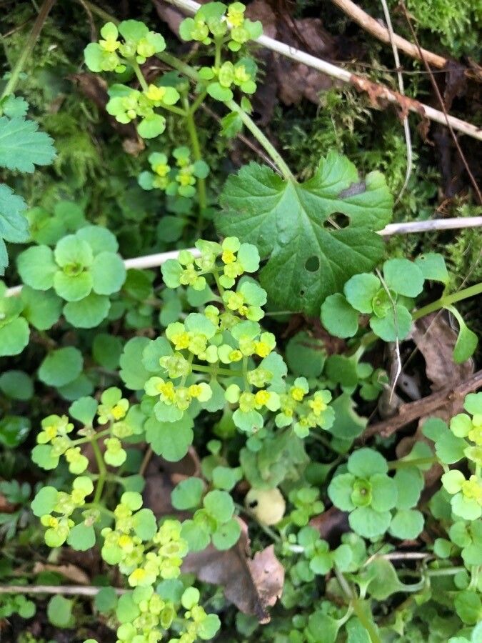 Chrysosplenium oppositifolium leaf