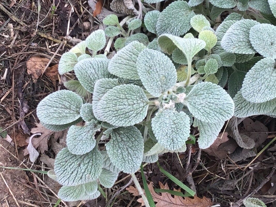 Marrubium thessalum — houseplant care guide