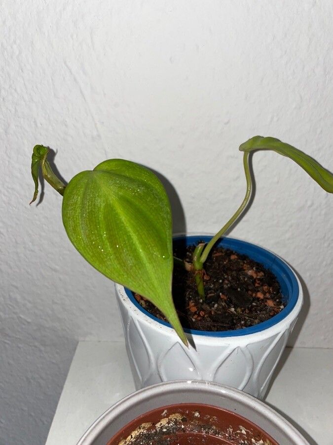 Philodendron camposportoanum — search result for 'Philodendron'