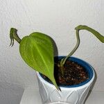 Philodendron camposportoanum