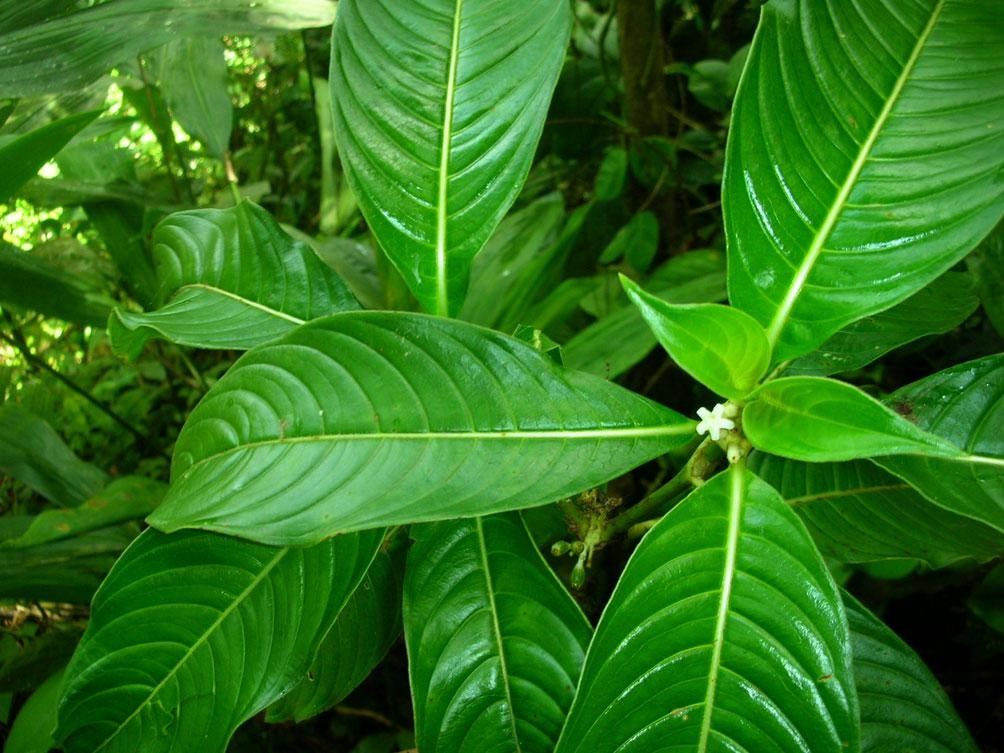 Psychotria cooperi — houseplant care guide