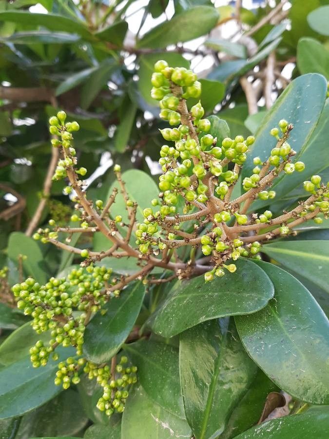 Corynocarpus laevigatus fruit