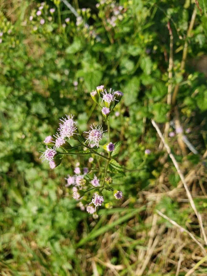 Fleischmannia pycnocephala — related species from the same genus