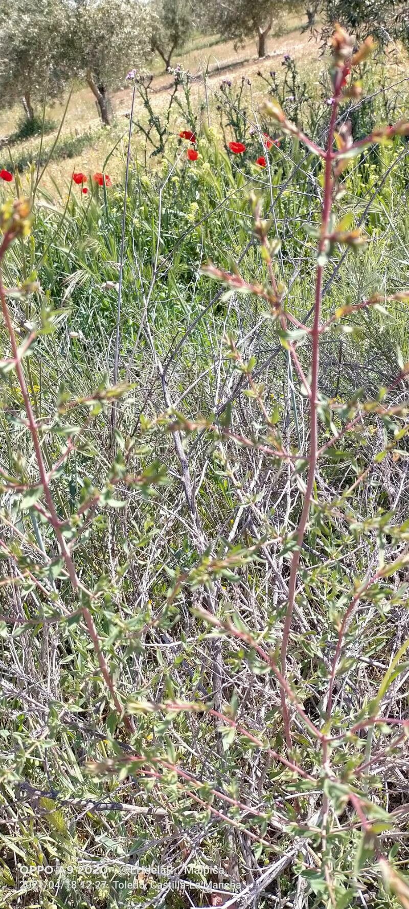 Keckiella antirrhinoides leaf