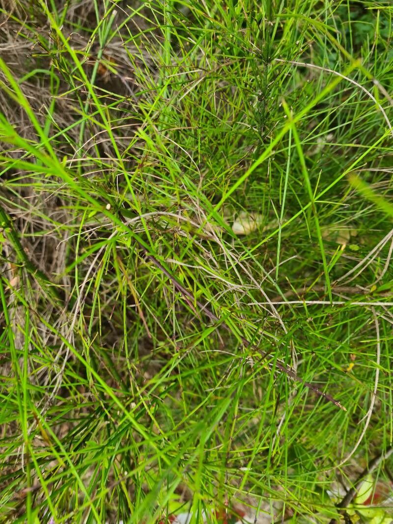 Baloskion tetraphyllum leaf