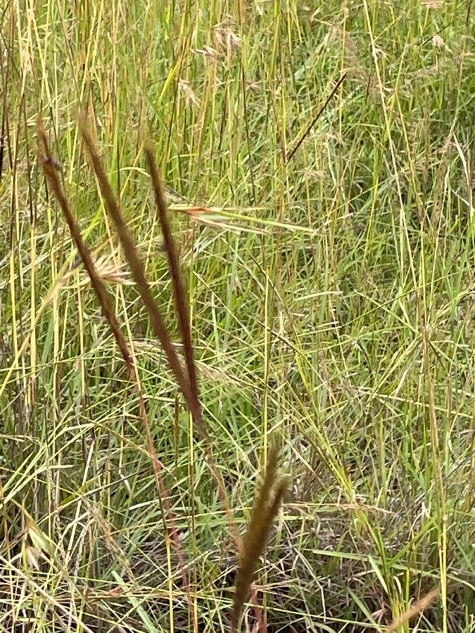 Andropogon chinensis habit