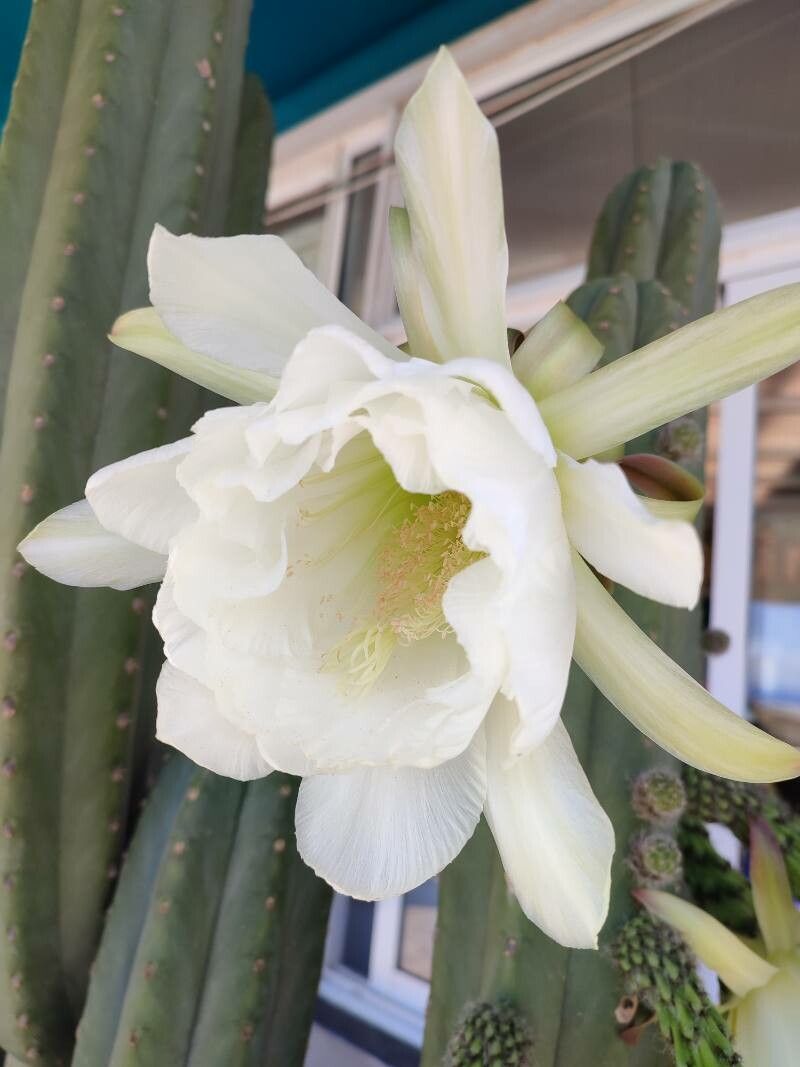 Trichocereus macrogonus flower