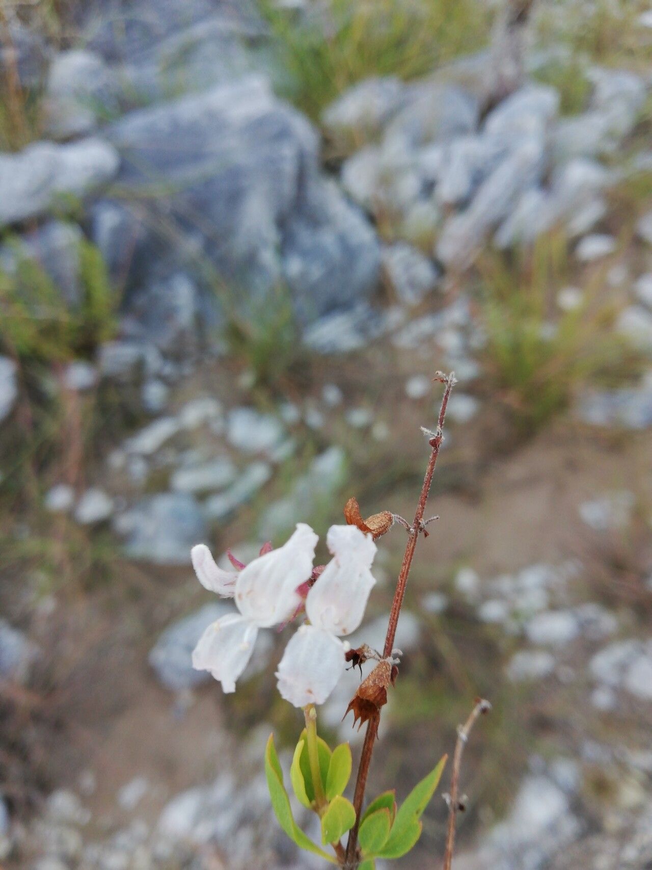 Orthosiphon ellipticus flower
