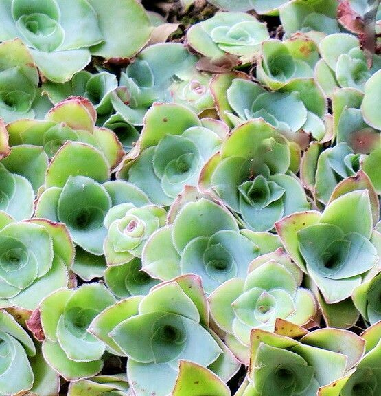 Crassula cremnophila — houseplant care guide