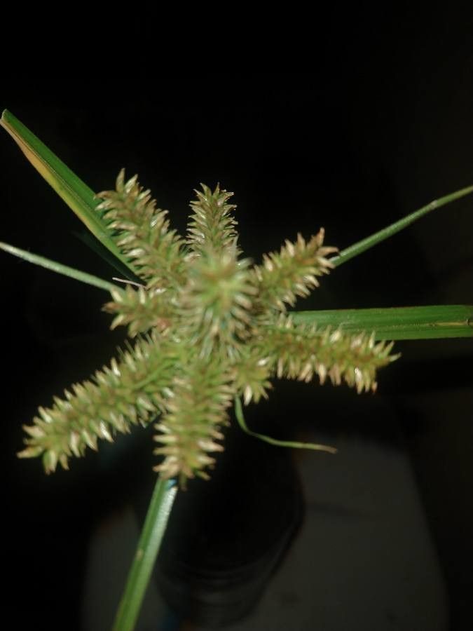 Cyperus alopecuroides flower