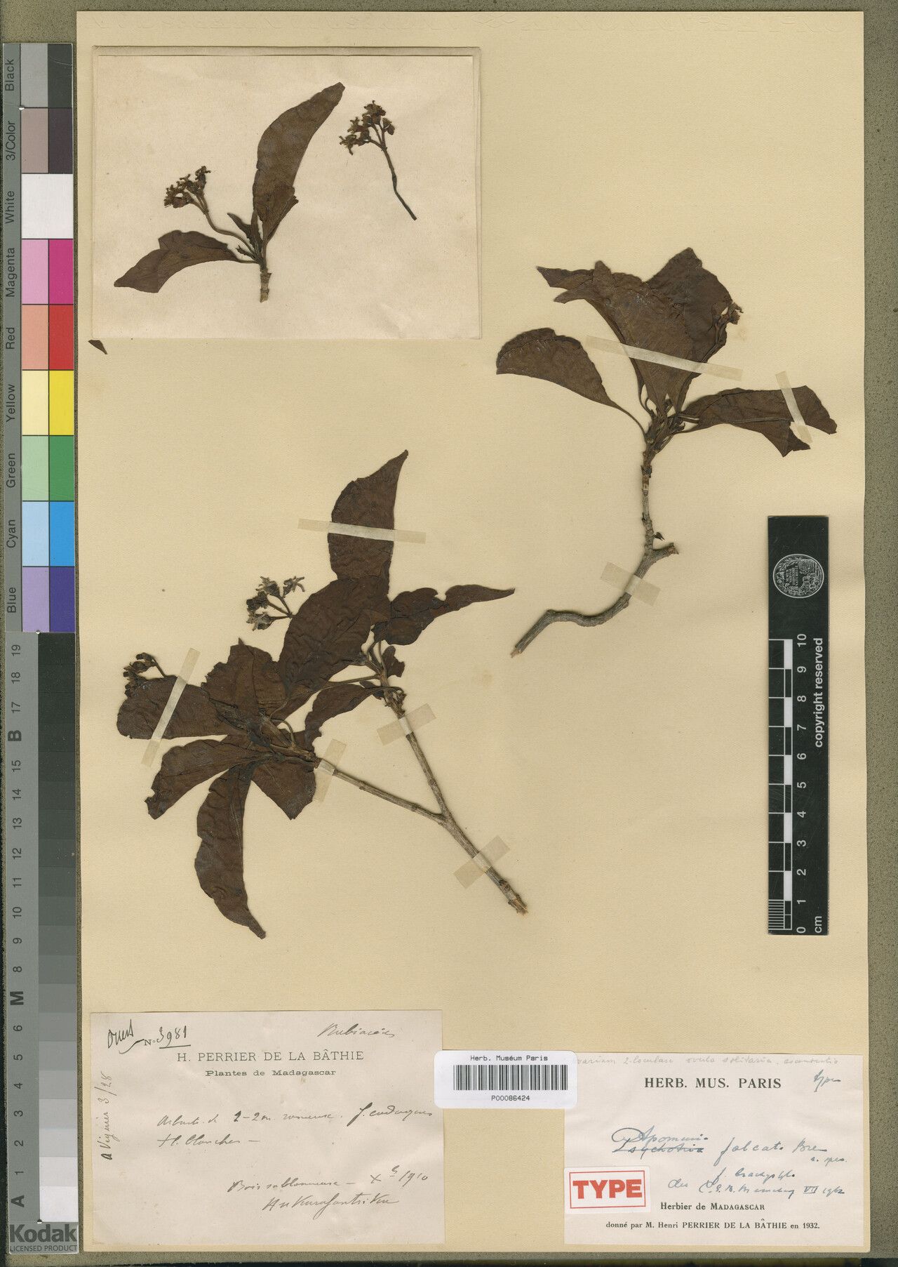 Psychotria faramalala — houseplant care guide