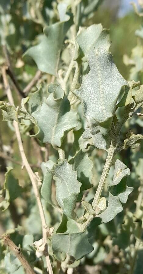 Atriplex cordobensis leaf