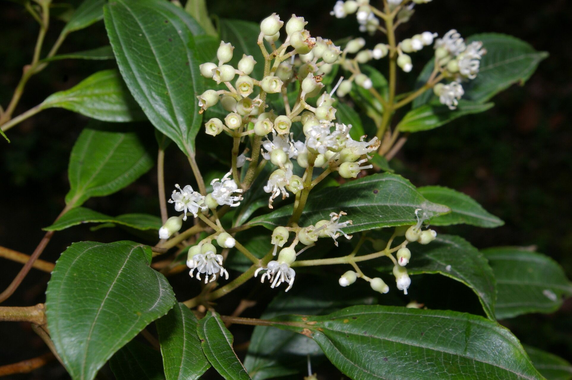 Miconia biperulifera — houseplant care guide
