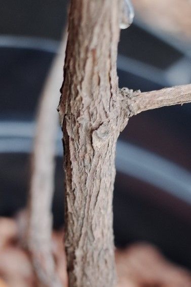 Rhododendron christi bark