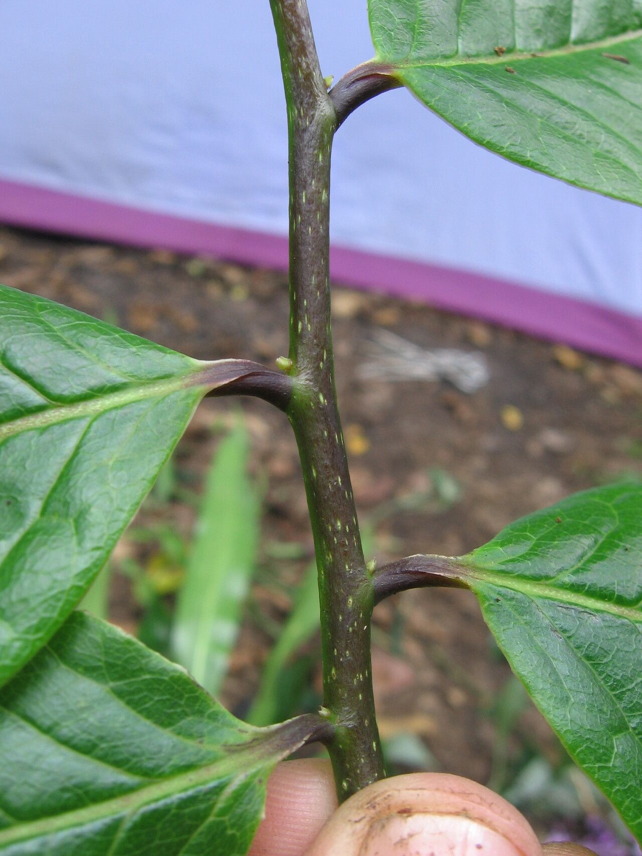 Monodora globiflora bark