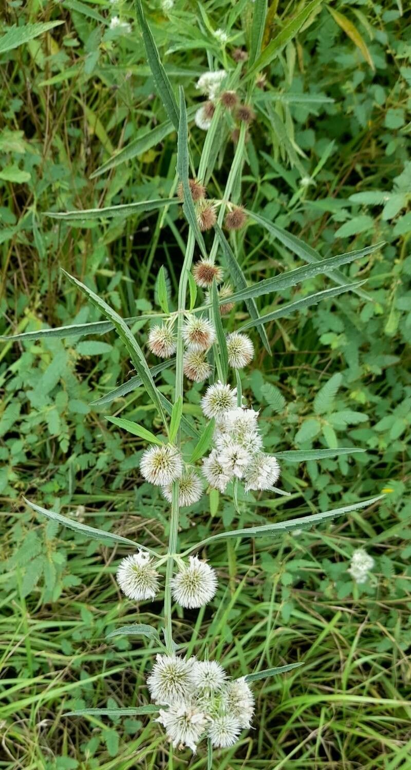 Hyptis lappacea habit